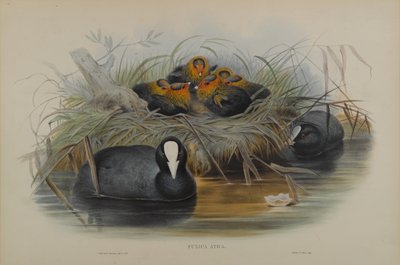 Fulica Atra de John Gould